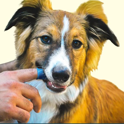 Tiny Brush, Big Difference For Your Pet’s Oral Health